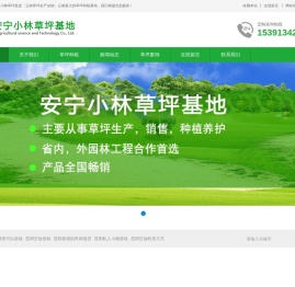 云南小林草坪批发「云南草坪自产自销」云南最大的草坪种植基地
